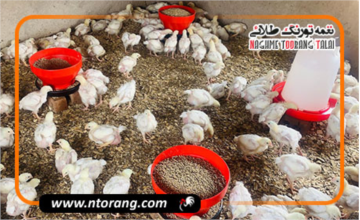 بررسی تأثیر تغذیه با منابع پروتئینی گیاهی بر رشد و سلامت طیور: چالش‌ها و فرصت‌ها